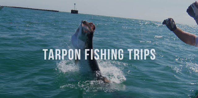 Tarpon Fishing Trips