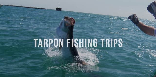 Tarpon Fishing Trips